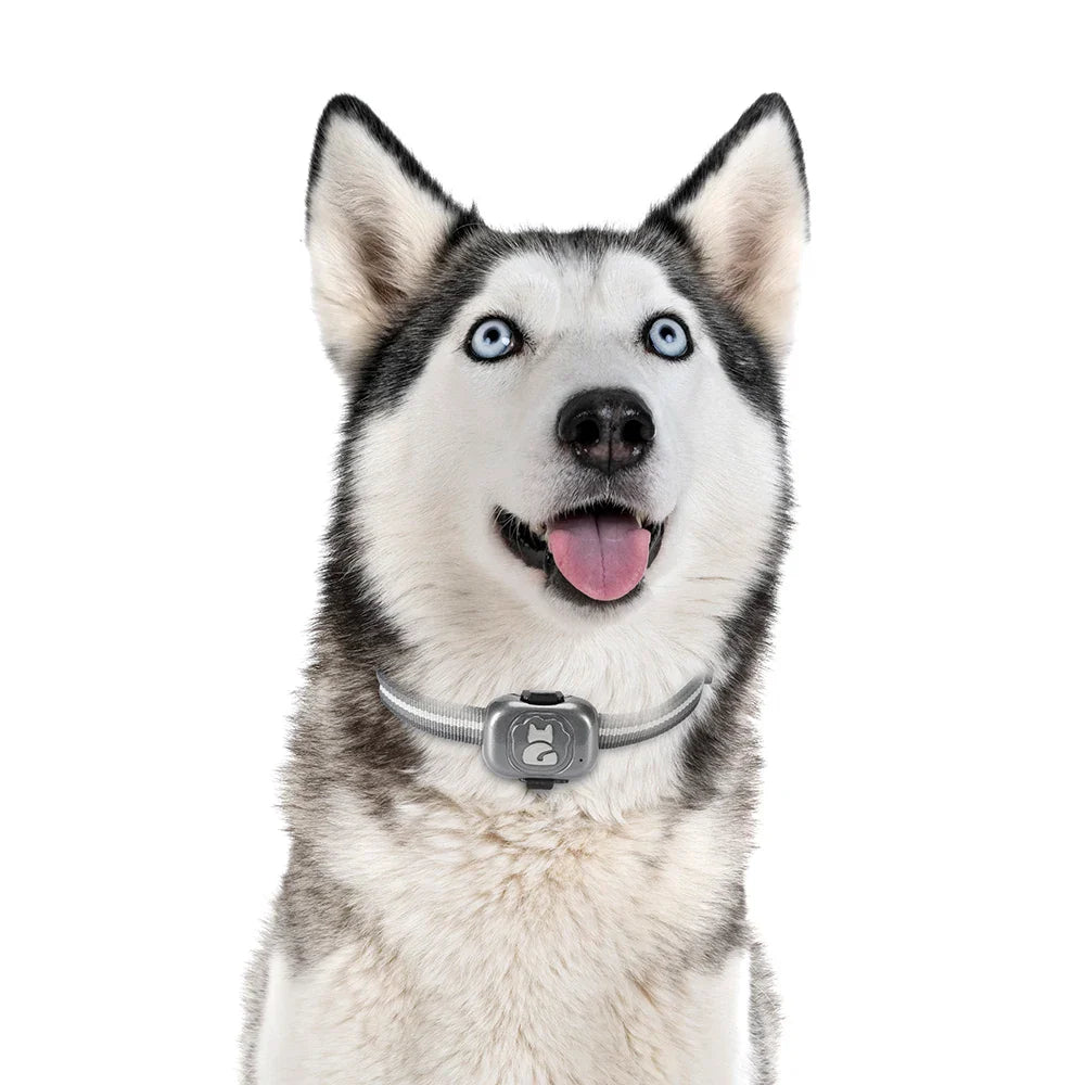 Pet 4G GPS Dog Tracker Waterproof Anti-Lost Smart Finder
